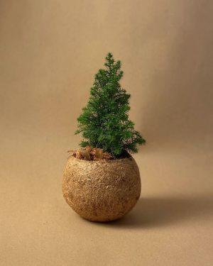 kokodama arbol navidad