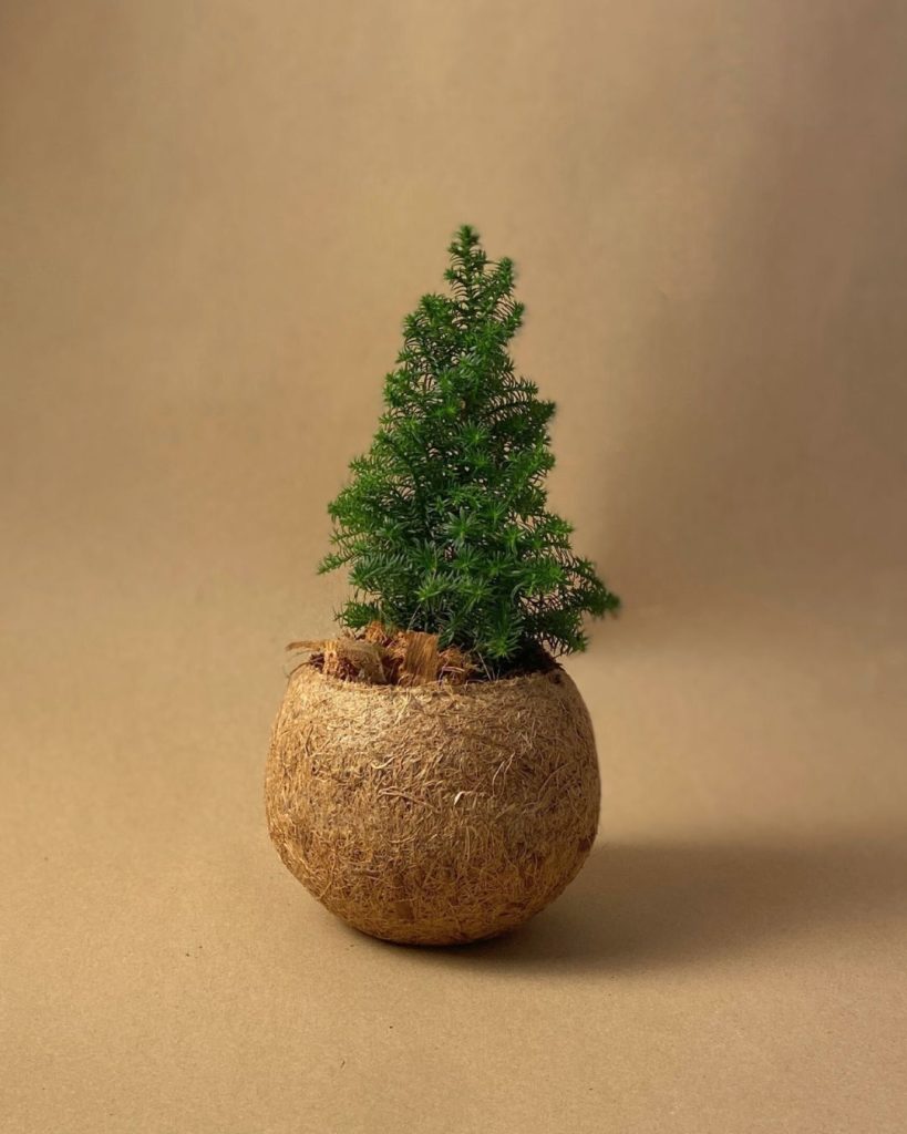 kokodama arbol navidad