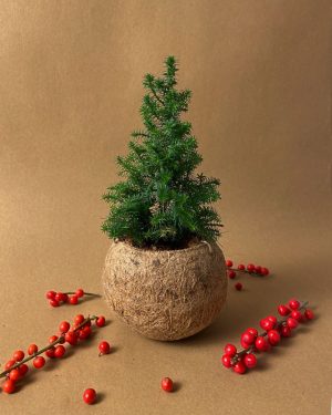 kokodama arbol navidad deco