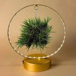 tillandsia-en-circulo-de-luz-dorado-planta aire