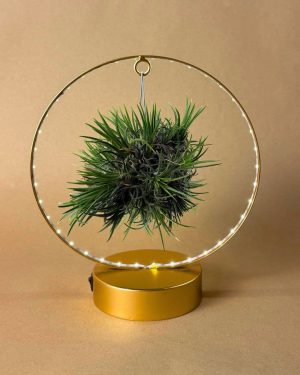 tillandsia-en-circulo-de-luz-dorado-planta aire