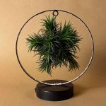 tillandsia-en-circulo-de-luz-negro-planta aire