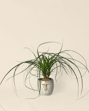 Maceta-cara-gris-contexto