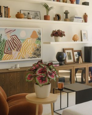 Begonia-Rex-Macarena-contexto