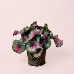 Begonia-Rex-Macarena-m