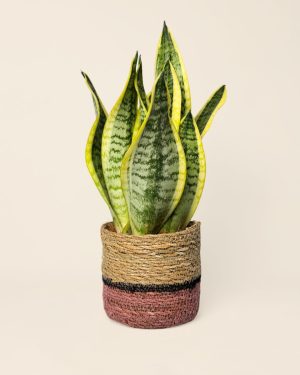 Cubremaceta-Yute-rosa-contexto