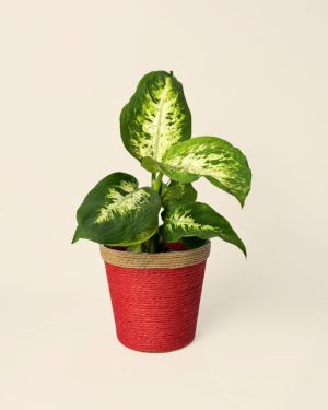 Cubremaceta-rojo-contexto