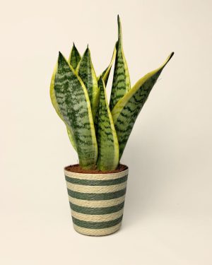 Cubremaceta-verde-mediano-contexto