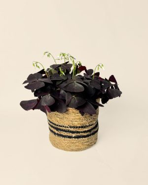 Cubremaceta-yute-negro-contexto