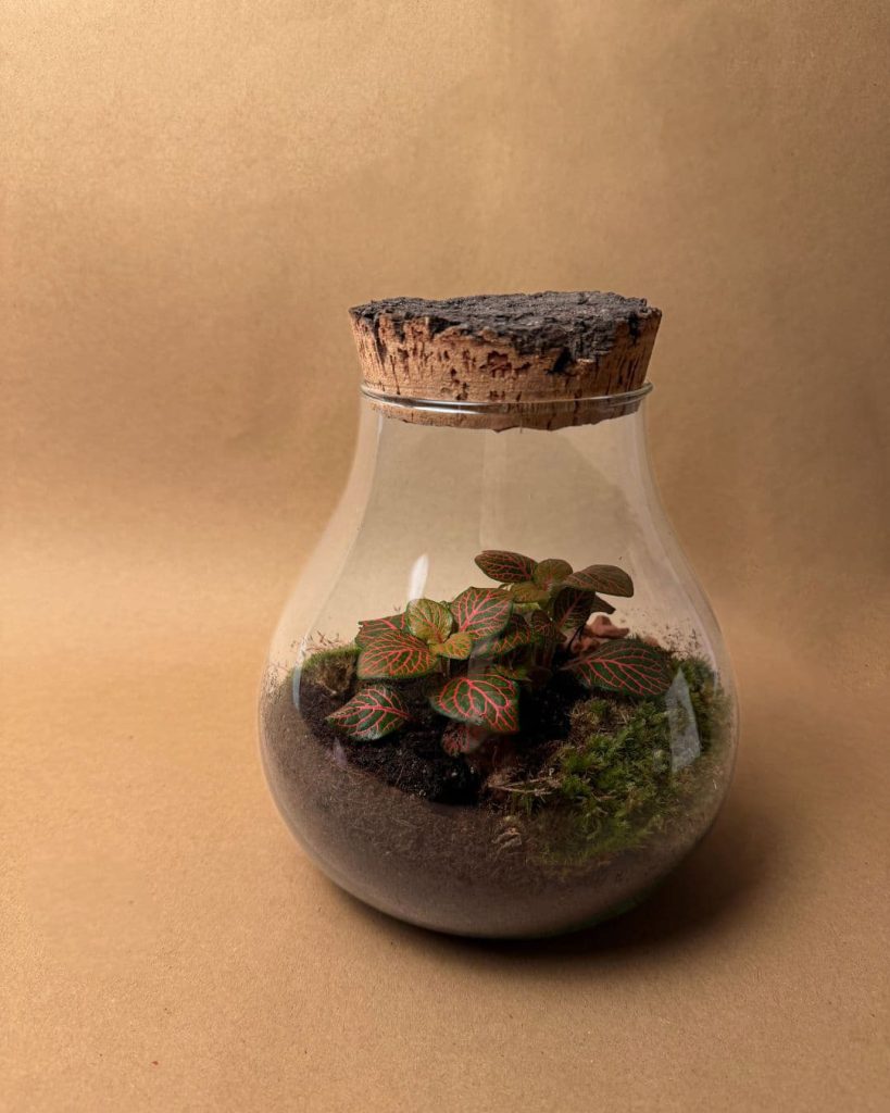 Gift Set Valley Terrario