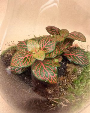 Gift Set Valley Terrario Detalle