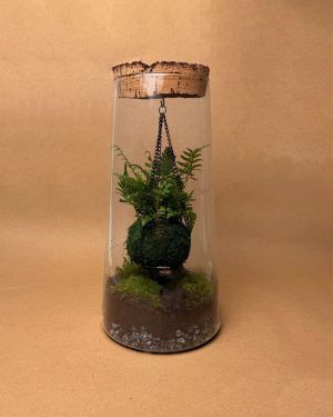 Gift set Vole Terrario