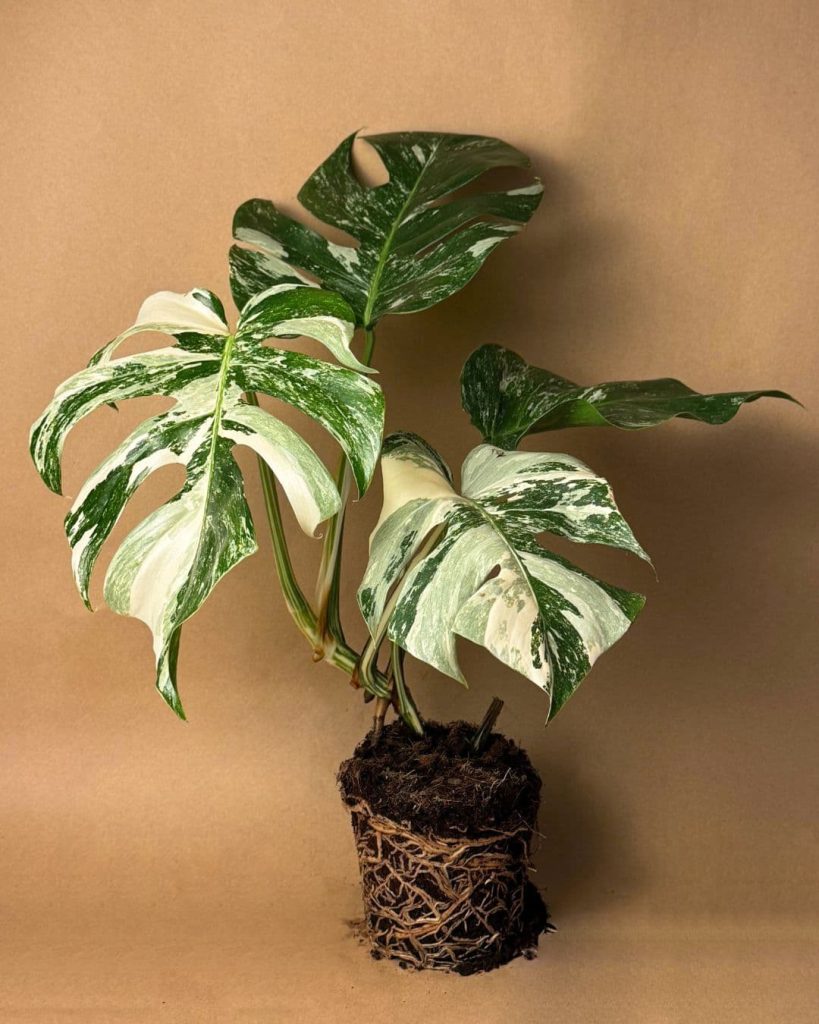 Gift set deux monstera variegada