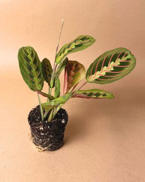 Maranta-Leuconeura