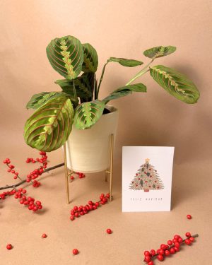 Maranta-Leuconeura-navidad