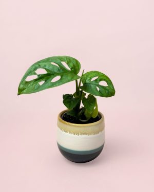Monstera-Adansonii-Mini-con-Maceta-Cerámica