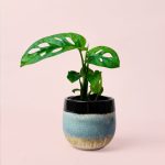 Monstera Adansonii-Mini-con-Maceta-Cerámica-Decorativa