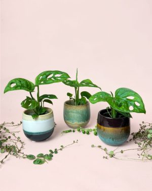 Monstera Adansonii-Mini-con-Maceta-Cerámica-Decorativa-pack