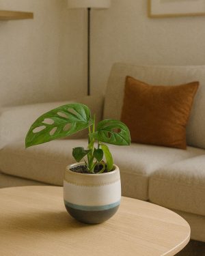 Monstera-Adansonii-Mini-con-Maceta-Cerámica-contexto