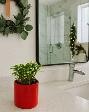 Selaginella Martensii – Helecho de Reno baño