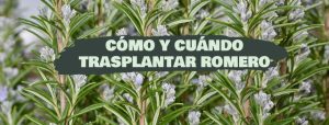 Cómo y cuándo trasplantar romero