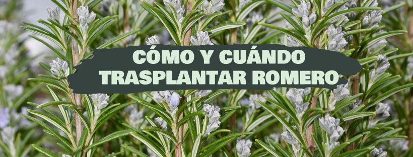 Cómo y cuándo trasplantar romero