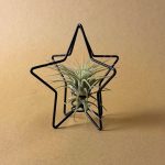 estrella arbol navidad con tillandsia