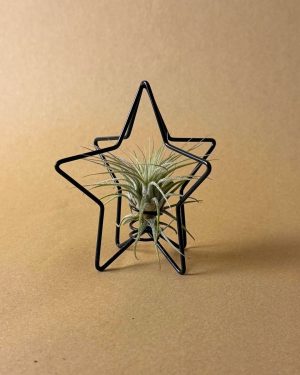 estrella arbol navidad con tillandsia