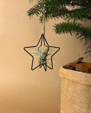 estrella arbol navidad con tillandsia colgar arbol