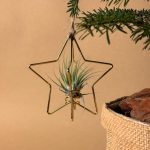 estrella dorada arbol tillandsia colgada