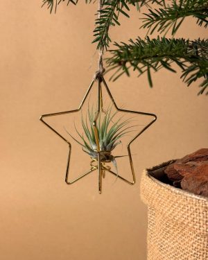 estrella dorada arbol tillandsia colgada