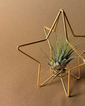 estrella dorada arbol tillandsia detalle