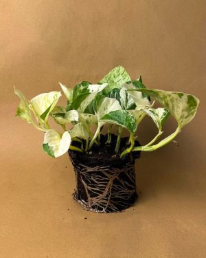gift set eternity pothos