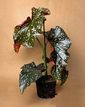 gift set flame begonia