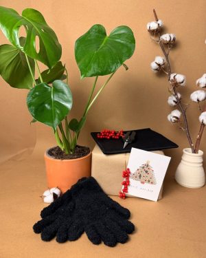 gift set mons monstera