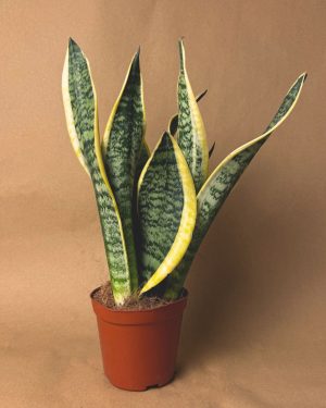 gift set sansevieria