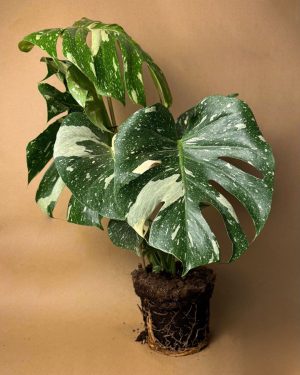 gift set thai dore monstera