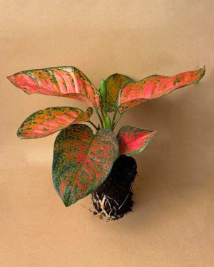 gift set valse lux planta