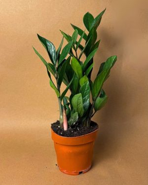 gift set zami planta