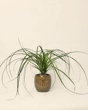 maceta-cara-marron-contexto