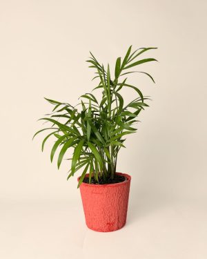 macetas-biodegradable-rojo-contexto