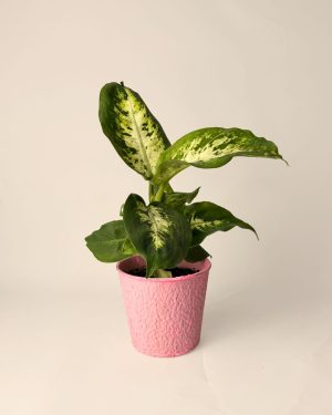 macetas-biodegradable-rosa-contexto