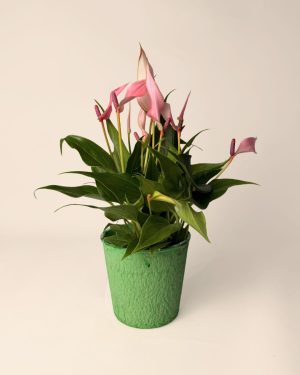 macetas-biodegradable-verde-contexto