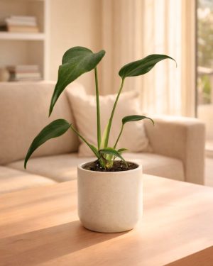 monstera burle marx contexto