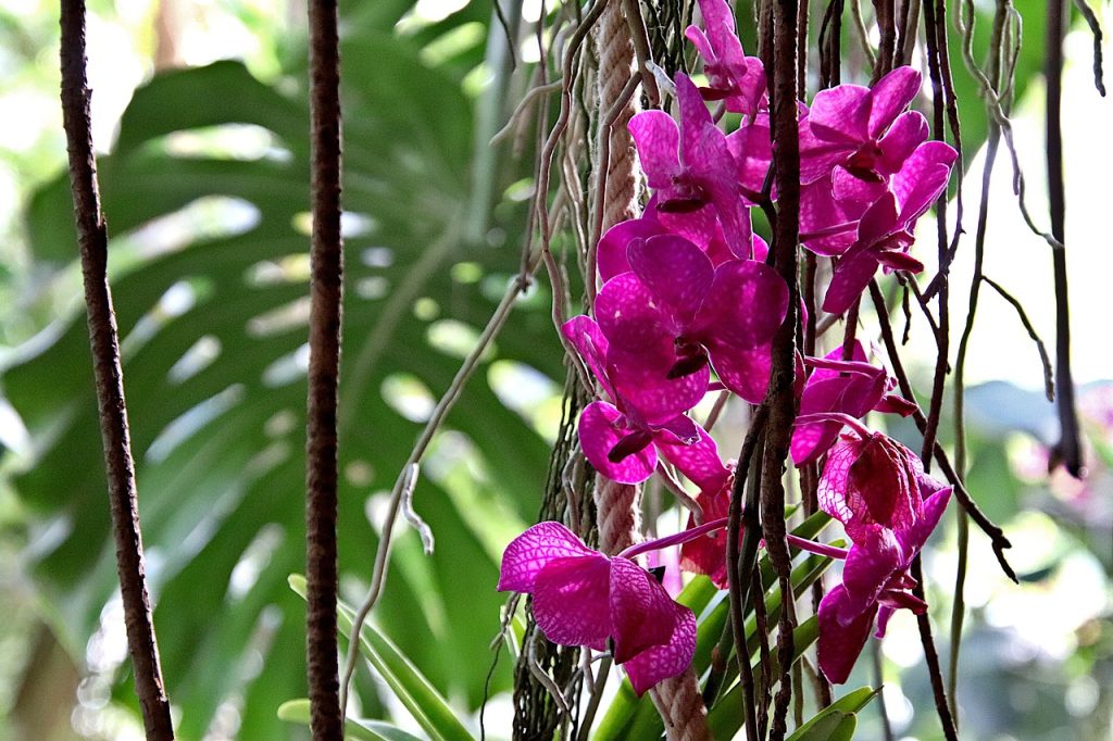 plantas epífitas orquídeas