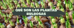 Plantas bulbosas