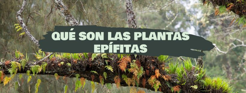 qué son las plantas epífitas