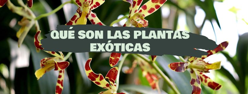 qué son las plantas exóticas
