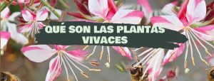 qué son las plantas vivaces