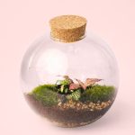 Terrario-Fittonia-Pared